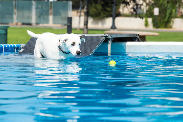 istock Dog retrieving a toy and playing in pool at splash challenge 1048650124
