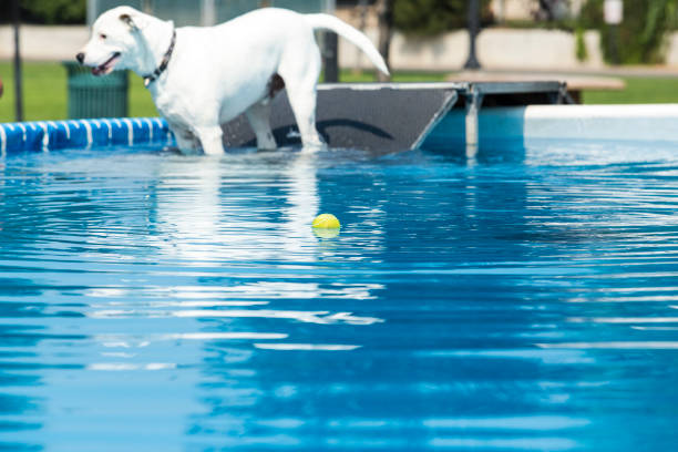 istock Dog retrieving a toy and playing in pool at splash challenge 1048650148