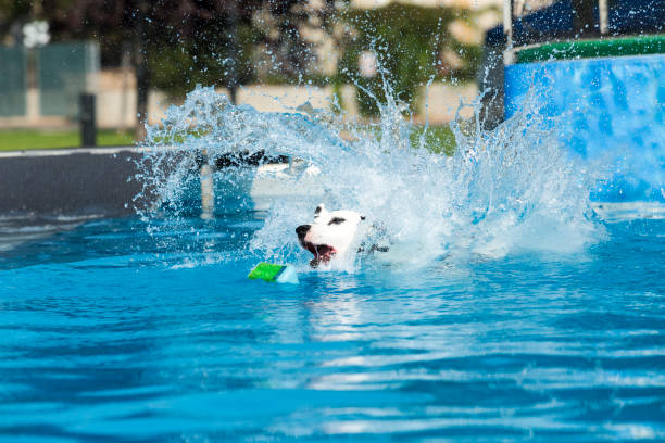 istock Dog making a big splash jumping in pool to retrieve ball 1048650252