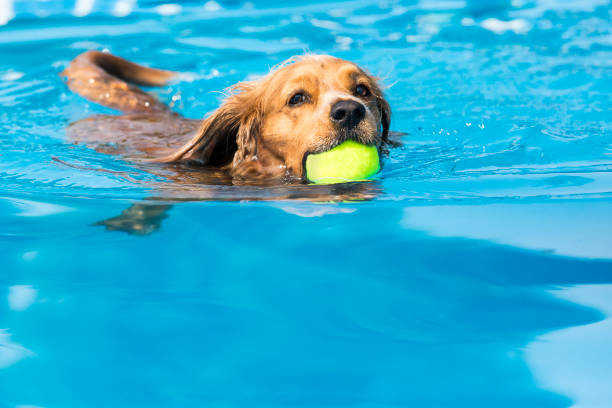 Dog retrieving a toy and playing in pool at splash challenge
