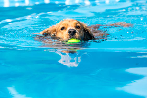 istock Dog retrieving a toy and playing in pool at splash challenge 1048650282