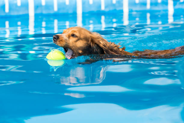 istock Dog retrieving a toy and playing in pool at splash challenge 1048650298