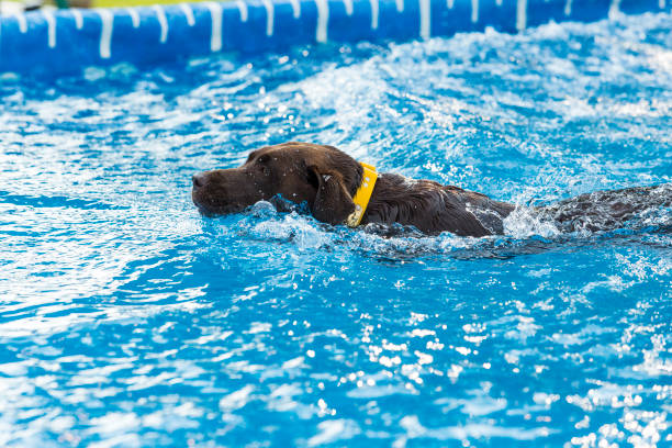 istock Dog retrieving a toy and playing in pool at splash challenge 1048650330