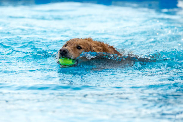 istock Dog retrieving a toy and playing in pool at splash challenge 1048650406