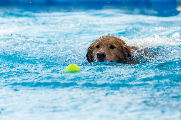 istock Dog retrieving a toy and playing in pool at splash challenge 1048650412