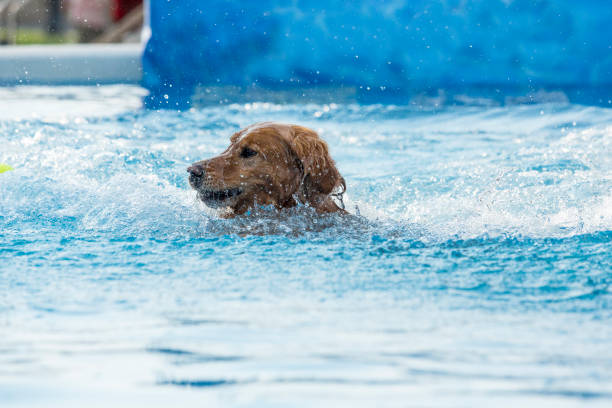 istock Dog retrieving a toy and playing in pool at splash challenge 1048650422