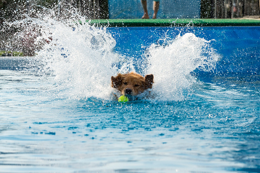 Dog making a big splash jumping in pool to retrieve ball