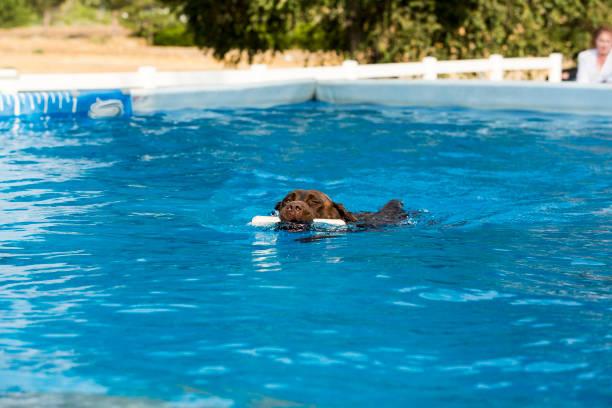 istock Dog retrieving a toy and playing in pool at splash challenge 1048650506