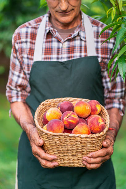 istock Mature farmer holding basket with peaches 1048653380