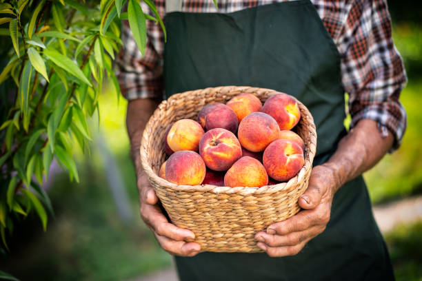 istock Mature farmer holding basket with peaches 1048653722