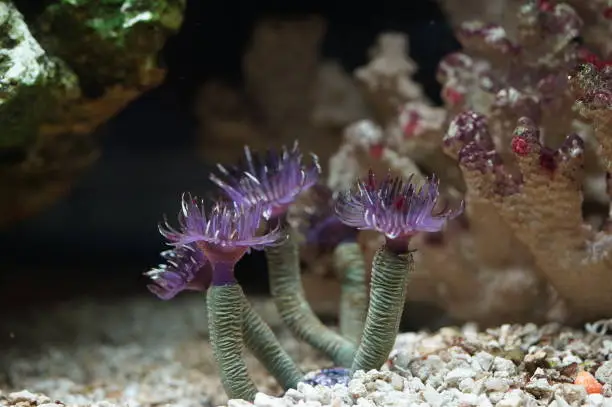 shot of purple polyp