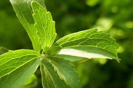 Stevia plant.Stevia rebaudiana, sweetener herb. vegetable sweetener. green twig stevia on green blurred background.healthy diet food