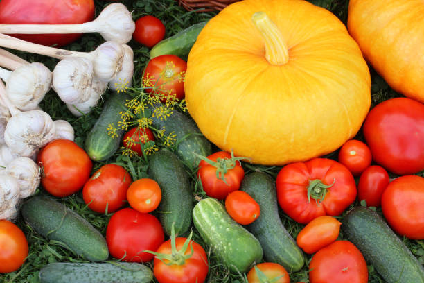 Vegetables on the grass, top view. Pumpkin and tomato, cucumber and garlic. Food.