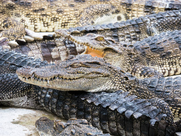 istock close up crocodile head is closing mount along the group 1048663020