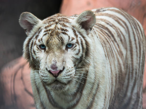 istock Close up white tiger face with blue eyes concentrate on camera 1048663038