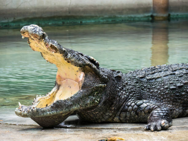 istock close up crocodile head is closing mount along the group 1048663536