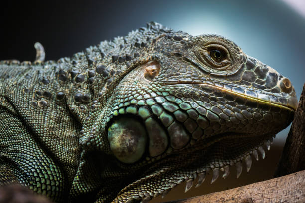 istock Close up head short of Iguanas 1048663994