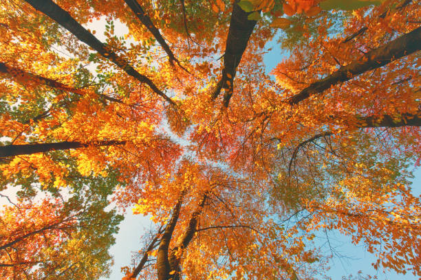 istock Colored autumn forest in warm sunlight, fall season outdoor scene 1048664402
