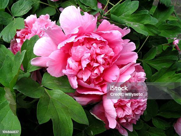 Peonies - Fotografias de stock e mais imagens de Peónia - Peónia, Cor de rosa, Fotografia - Imagem