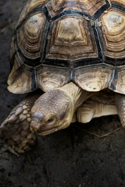 istock Closeup of Tortoise with beautiful pattern on it shell 1048669196