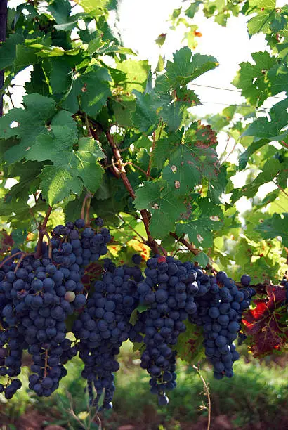 red ripe grapes hanging on vines