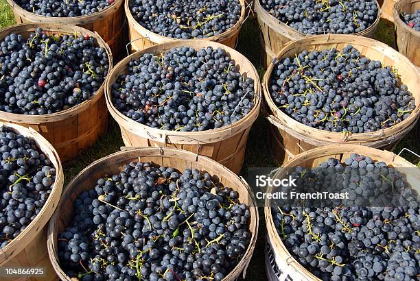 Colheita De Tempo - Fotografias de stock e mais imagens de Agricultura - Agricultura, Alimentação Saudável, Antioxidante