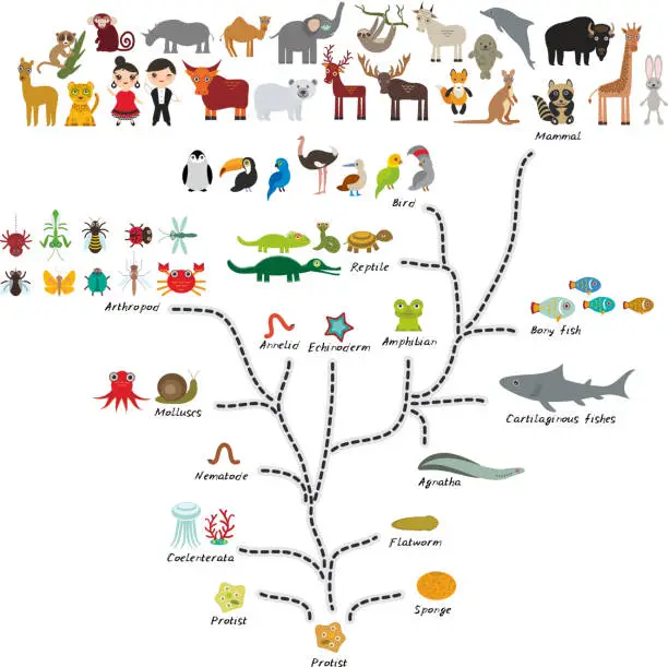 Vector illustration of Evolution in biology, scheme evolution of animals isolated on white background. children's education, science. Evolution scale from unicellular organism to mammals. back to school. Vector