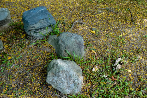 istock Stones with falling flowers in the park. 1048669790