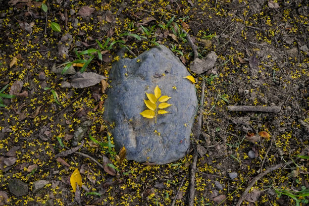 istock Falling yellow leave in the park. Close up. 1048671996