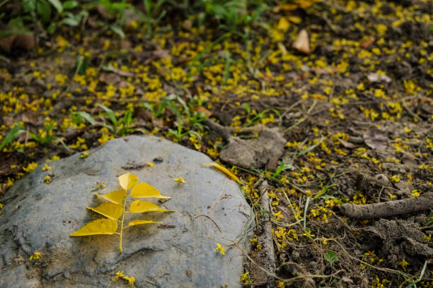 Close-up of small yellow wildflowers surrounded by green leaves and soft background foliage. The natural lighting and shallow depth of field emphasize the delicate petals, capturing the vibrant yet fleeting beauty of late summer or early autumn.