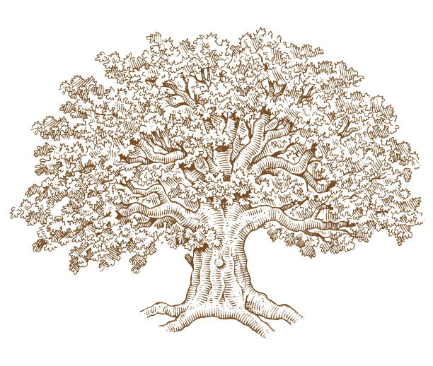 Pen and ink tree illustration A pen and ink style drawing of a big old oak tree, just one single shape so easy to change the colour. woodcut illustrations stock illustrations