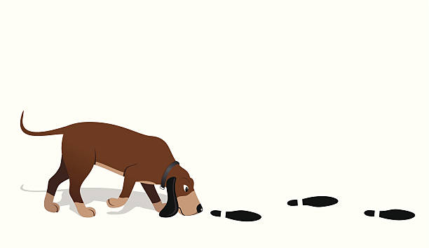 stockillustraties, clipart, cartoons en iconen met bloodhound searching - ruiken