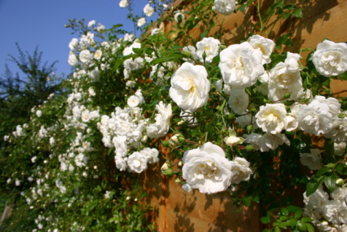 Beautiful white climbing rose with plenty of flowers, a wooden fence and blue sky on a sunny day.