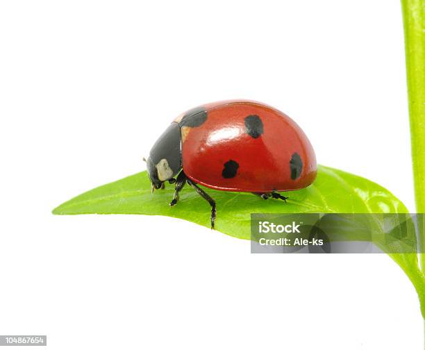 Coccinella - Fotografie stock e altre immagini di Bianco - Bianco, Biologia, Botanica