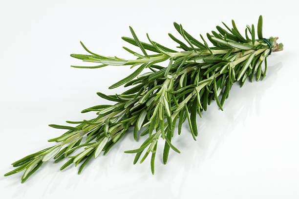 istock Rosemary branch on a white background 104867661