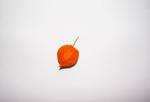 ripe physalis. orange lantern physalis on  white background.