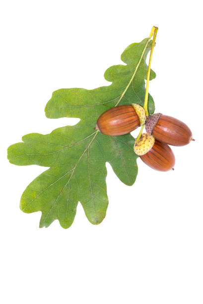 istock Big brown acorns on oak leaves white background 1048679968