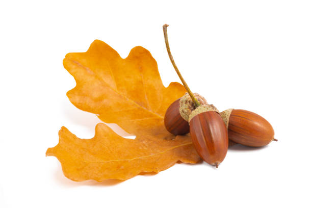 Three acorns on yellow leaves closeup white background