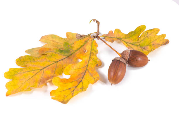 istock Big brown acorns on oak leaves white background 1048680198