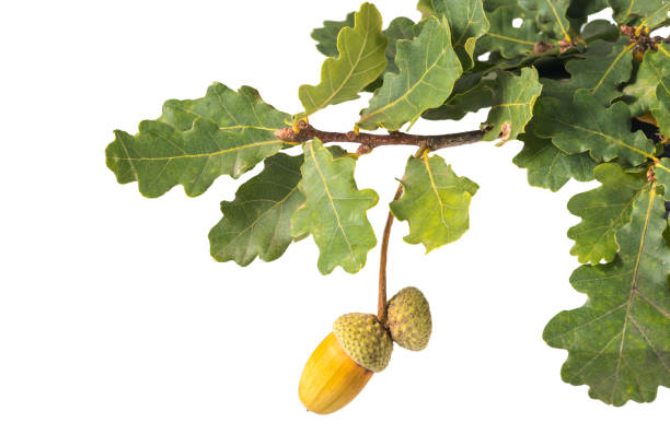 istock Acorn on oak branch green leaves white background 1048680204