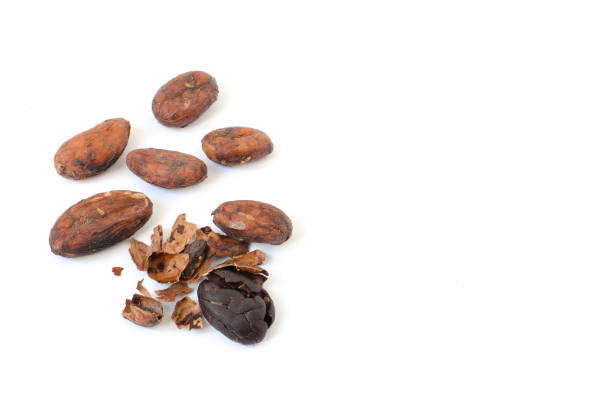 Unpeeled raw cacao beans with one bean cracked open and peeled. Husk on the side.
