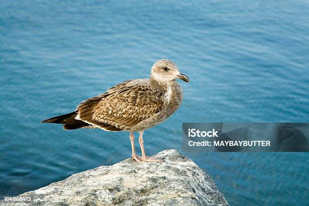 Seagull At Breakfast Stock Photo - Download Image Now - Animal, Animal Dung, Beauty In Nature