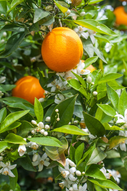 bio-orangenbäumen - orangenbaum blüte stock-fotos und bilder