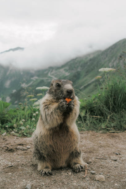 Marmot eating carrot on the background of Furkapass Cute marmot eating carrot on background of Furka Pass in Swiss Alps furka pass photos stock pictures, royalty-free photos & images