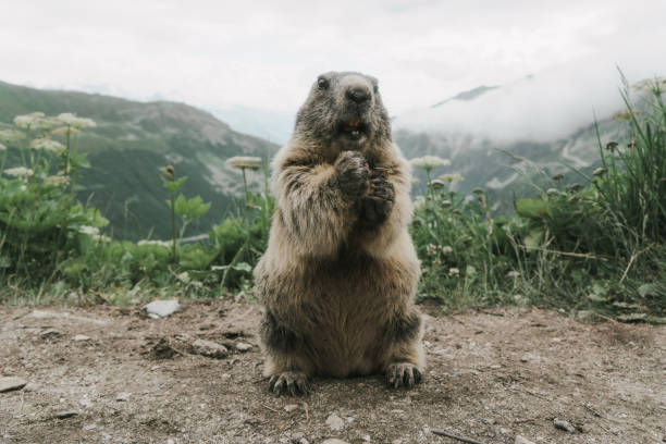 Marmot eating carrot on the background of Furkapass Cute marmot eating carrot on background of Furka Pass in Swiss Alps furka pass photos stock pictures, royalty-free photos & images