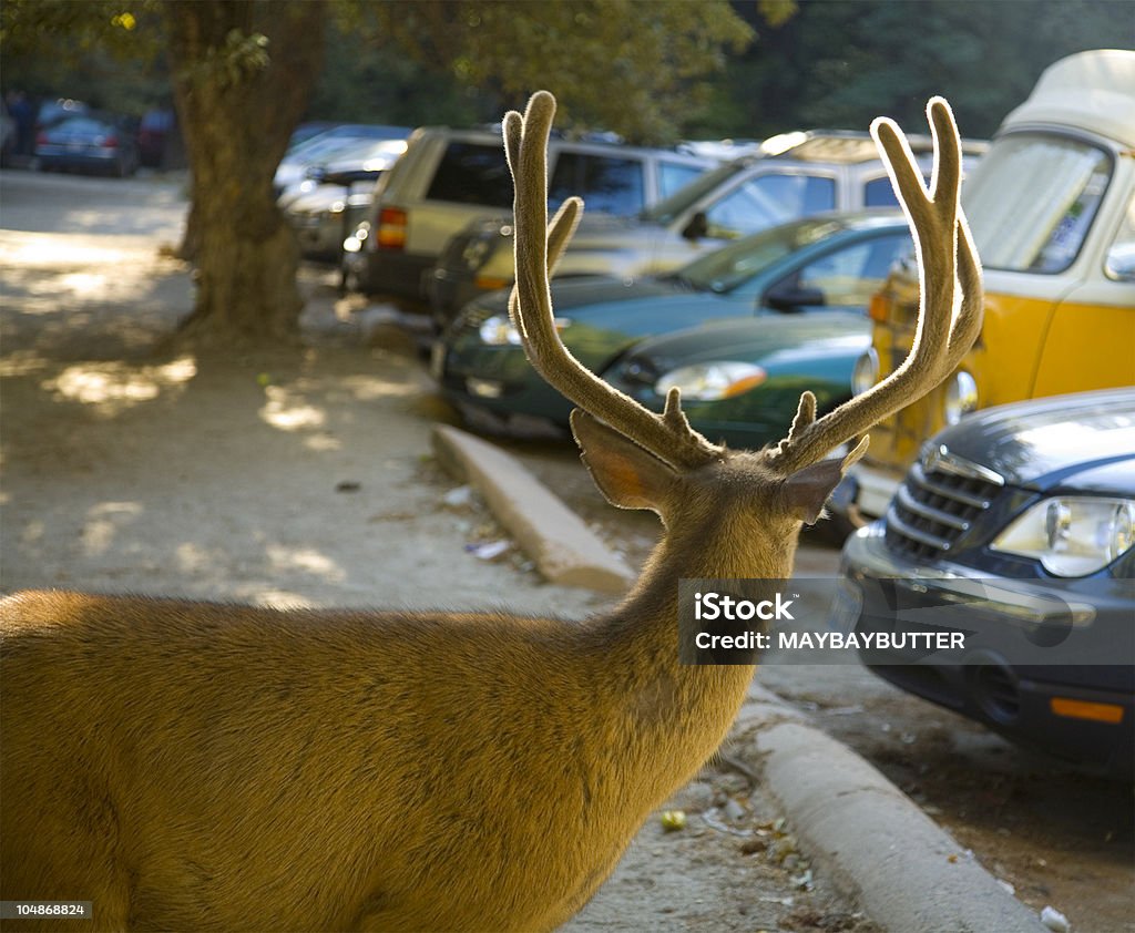 Utracone Reindeer - Zbiór zdjęć royalty-free (Jeleniowate)