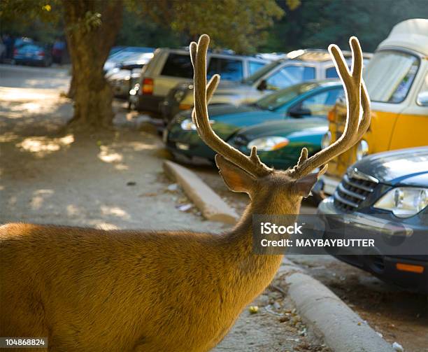 Utracone Reindeer - zdjęcia stockowe i więcej obrazów Jeleniowate - Jeleniowate, Park Narodowy Yosemite, Parking