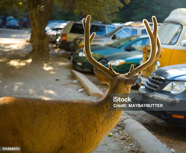 Foto de Perda De Rena e mais fotos de stock de Carro - Carro, Estacionamento de carros, Parque Nacional de Yosemite