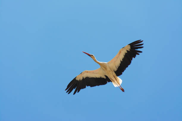 istock Stork in fly in Algarve, Portugal 1048689490
