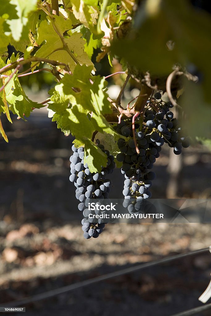 vigne - Photo de Activités de week-end libre de droits